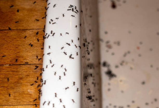 Best Termite Control Services  in Big Lake, MN