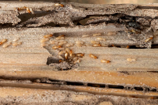 Best Residential Pest Control  in Big Lake, MN