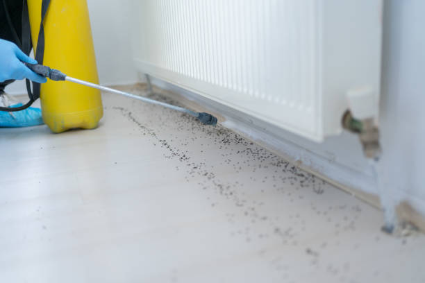 Best Local Pest Control Services  in Big Lake, MN