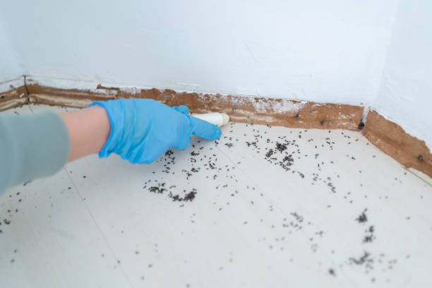 Best Pest Control for Restaurants  in Big Lake, MN